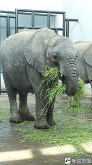 娱乐吃瓜小象是谁啊,网络红人的崛起之路