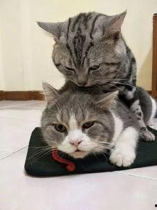 娱乐吃瓜猫捉鸟是真的吗,娱乐吃瓜猫捉鸟事件,真相究竟如何?