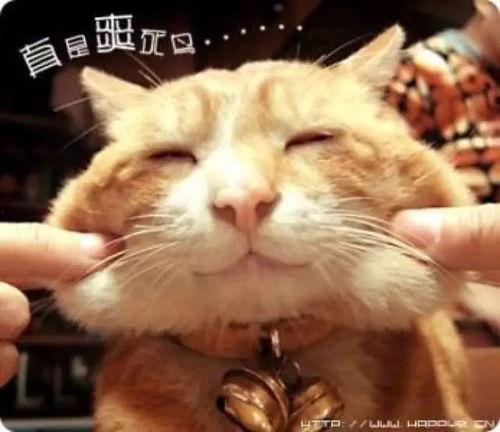 娱乐吃瓜猫捉鸟是真的吗,娱乐吃瓜猫捉鸟事件,真相究竟如何?